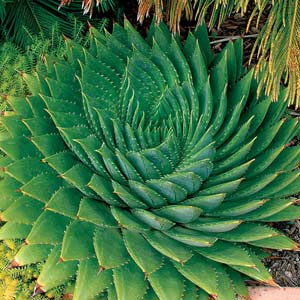 aloe_polyphylla_lg