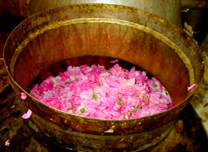 rose-water-1